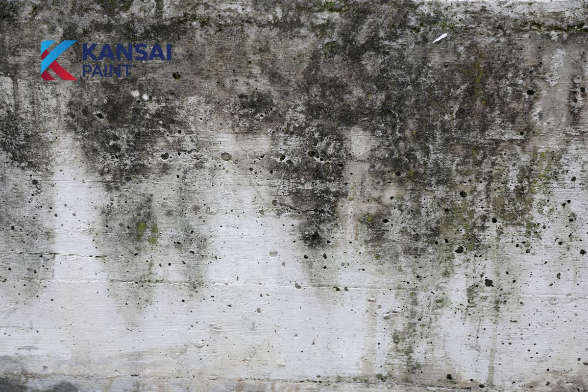 Nguyên nhân tường nhà bị mốc Nguyên nhân tường nhà bị mốc