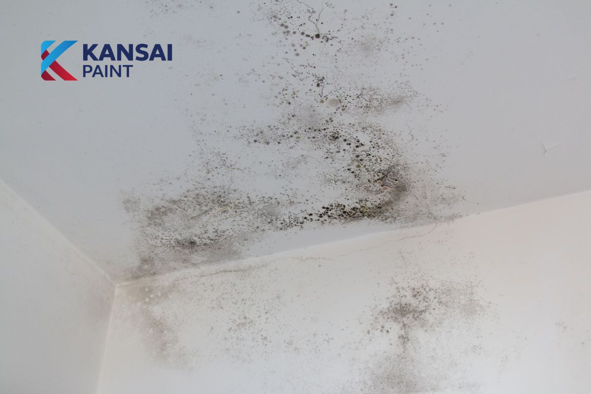 Nguyên nhân tường nhà bị mốc Nguyên nhân tường nhà bị mốc